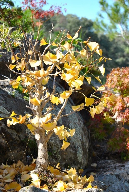 The ginkgo biloba in El Bosque Encantado