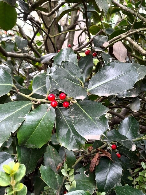 The magic of holly in El Bosque Encantado
