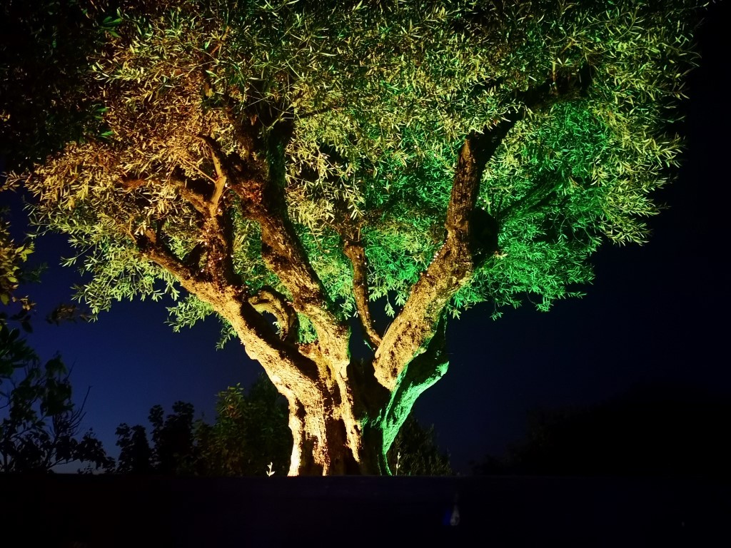 The centuries-old olive trees in El Bosque Encantado