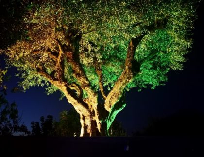 Olivos centenarios en el El Bosque Encantado, en San Martín de Valdeiglesias, Madrid