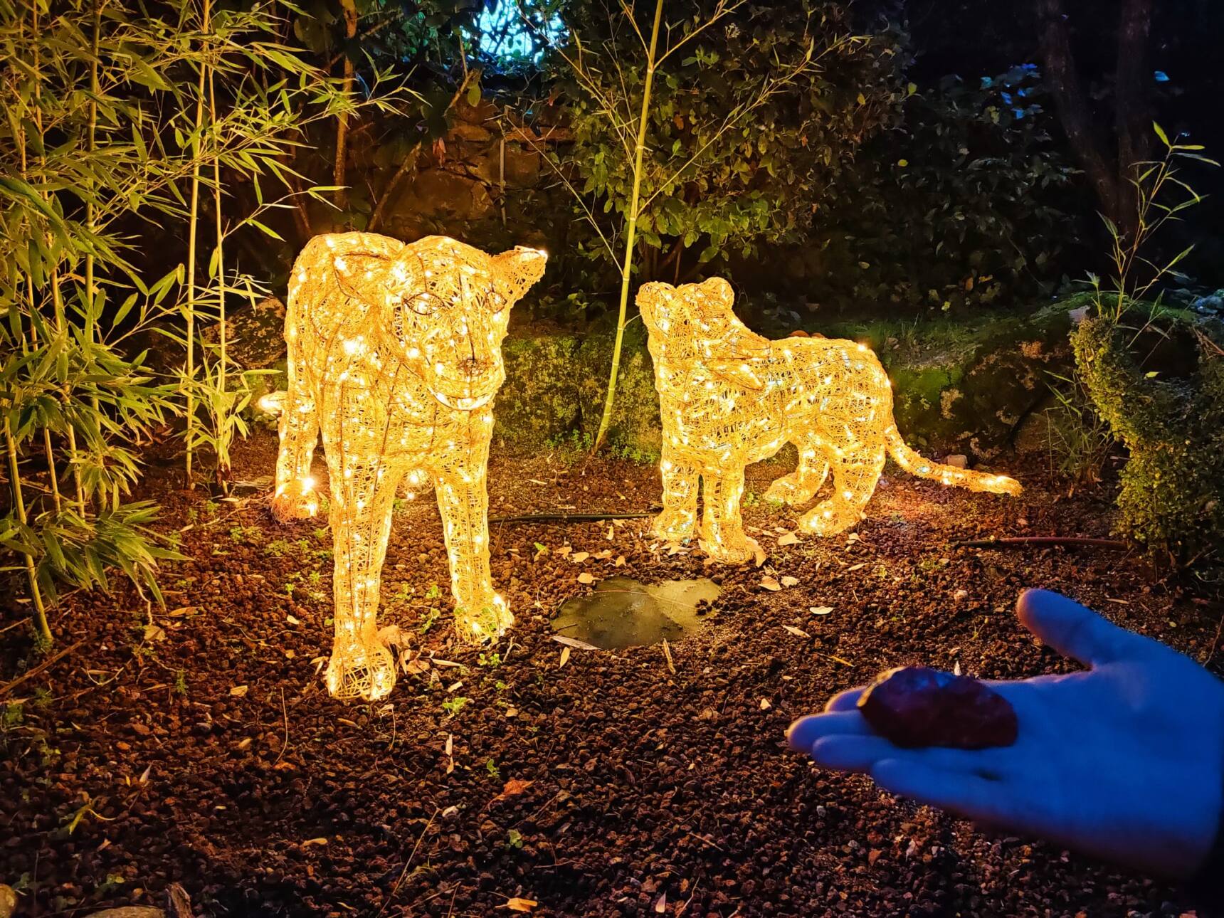 Espectáculo de luces por la noche en e Parque Bosque Encantado