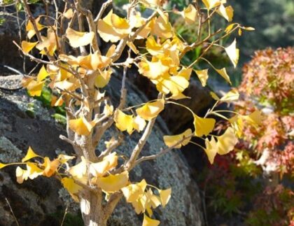 El ginkgo biloba en El Bosque Encantado, en San Martín de Valdeiglesias, cerca de Madrid