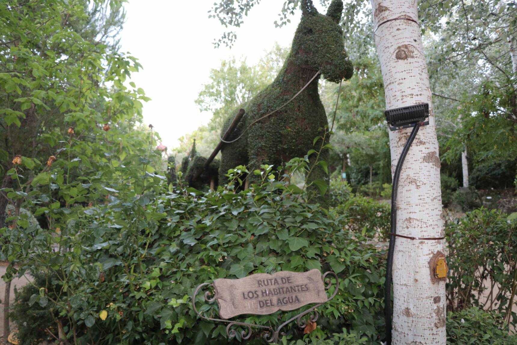 Planes para hacer en verano: explorar El Bosque Encantado de San Martín de Valdeiglesias. Parque encantado San Martín de Valdeiglesias, lugar donde podemos encontrar árboles como el acebo.